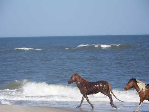 Two horses walk along a sandy beach, with gentle waves lapping at the shore under a clear blue sky.