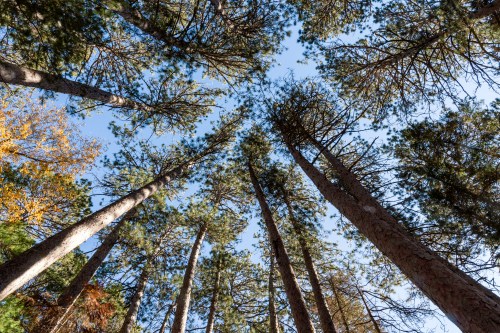 Looking up at tall trees with a clear blue sky peeking through the branches.