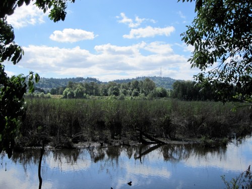 A serene wetland scene with tall grasses, a calm water reflection, and a backdrop of hills under a blue sky with clouds.