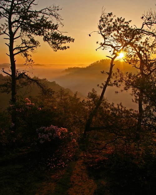 Sunrise over misty hills, framed by trees and blooming flowers, creating a serene and tranquil landscape.