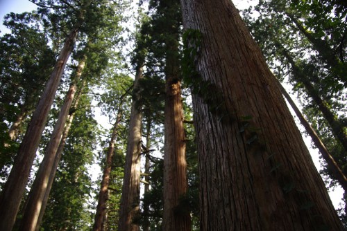 Tall trees with textured bark rise towards a bright sky, surrounded by lush green foliage in a serene forest setting.