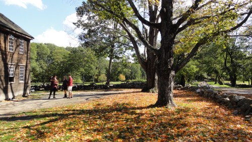Two people stand near a large tree with colorful autumn leaves, surrounded by a scenic park setting.