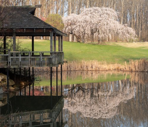 A serene lakeside scene featuring a gazebo and a flowering tree reflected in calm water.