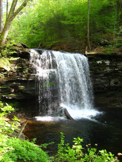 A serene waterfall cascades over rocky cliffs into a tranquil pool, surrounded by lush green foliage.