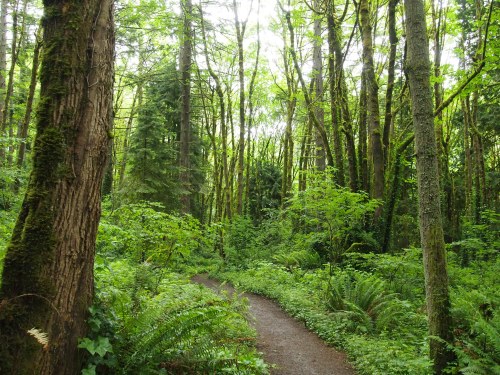 A lush green forest with tall trees and a winding dirt path surrounded by ferns and dense foliage.