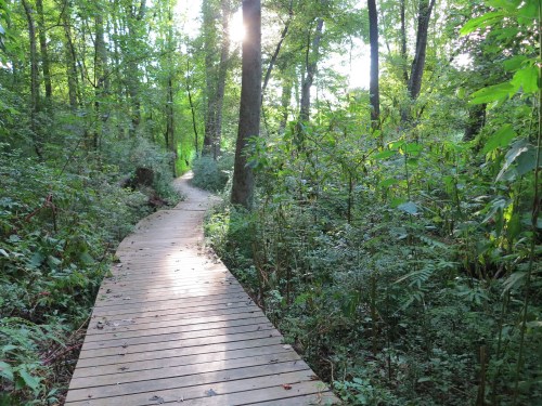 A winding wooden path through a lush green forest, with sunlight filtering through the trees.