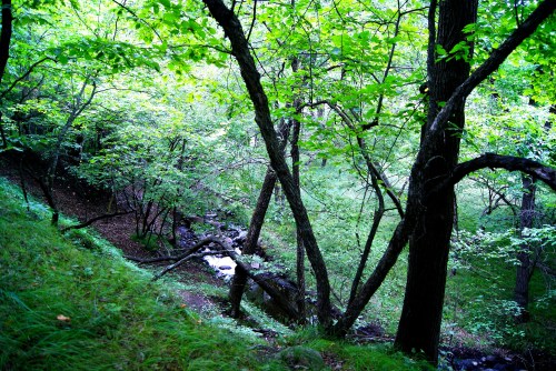 A lush green forest scene with trees and a small stream flowing through the underbrush.