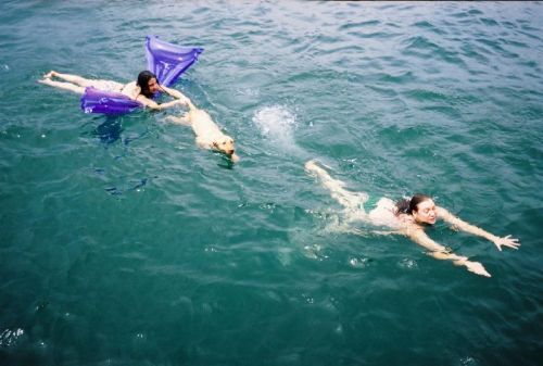 Two people swim in the water, one with a purple float, while a dog swims nearby.