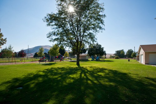 A sunny park scene featuring a large tree casting shadows on green grass, with playground equipment in the background.