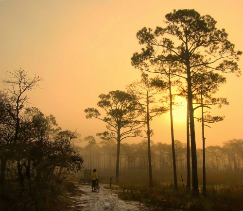 A misty forest at sunrise, with tall pine trees silhouetted against a golden sky and a cyclist on a path.
