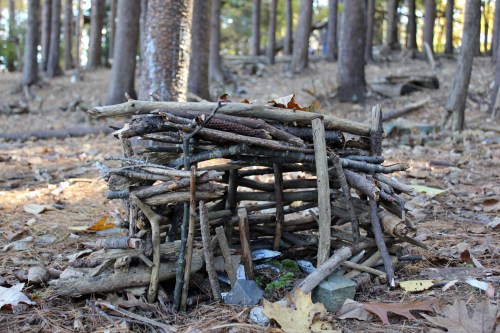 A small structure made of sticks and twigs, nestled on the forest floor among fallen leaves and trees.