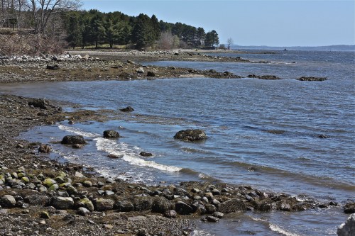A serene shoreline with rocky beach, gentle waves, and trees lining the background under a clear blue sky.