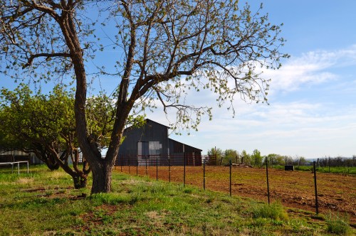 A rural scene featuring a tree, a barn, and a fenced field under a clear blue sky.