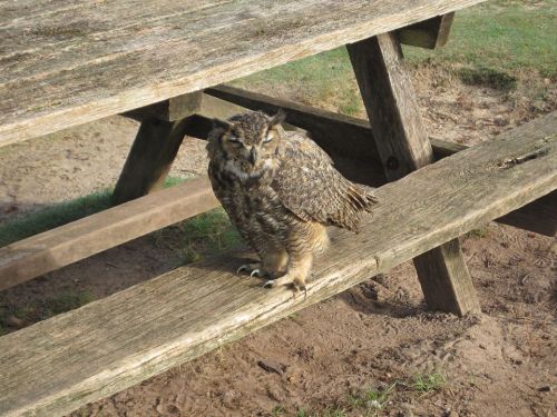 An owl perched on a wooden picnic table in a grassy area.