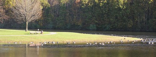 A serene park scene with a pond, a bench, and geese along the water's edge, surrounded by trees in autumn colors.