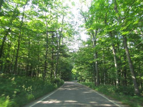A scenic road surrounded by lush green trees, creating a peaceful, natural atmosphere.