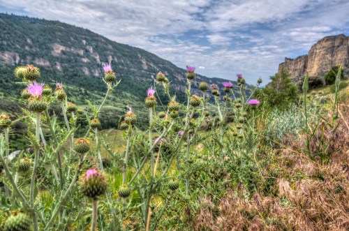 A scenic view of purple thistle flowers in a lush green landscape with rolling hills and a cloudy sky.