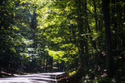 A winding road through a lush green forest, dappled sunlight filtering through the leaves.