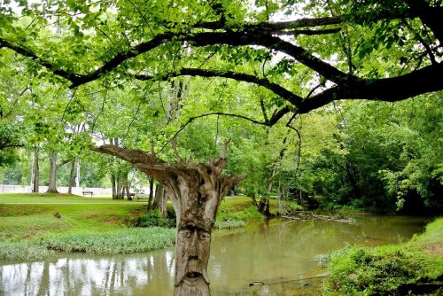 A tree stump with a face stands by a serene river, surrounded by lush green trees and foliage.