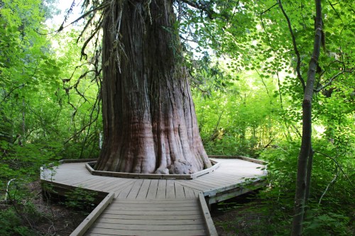 A large tree with a thick trunk surrounded by lush green foliage and a wooden walkway curving around its base.