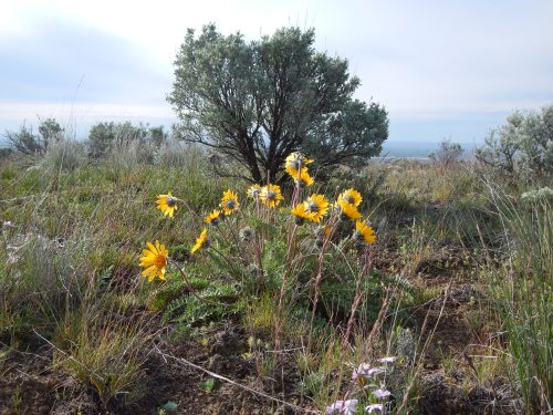 A cluster of bright yellow wildflowers grows amidst green shrubs and grass under a cloudy sky.