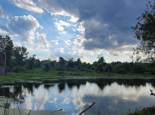 A serene landscape featuring a calm pond reflecting clouds and greenery, with a fallen log in the foreground.