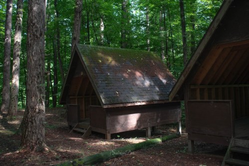 Two rustic wooden cabins nestled in a lush green forest, surrounded by tall trees and dappled sunlight.