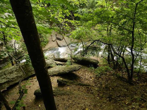 A serene forest scene with a stream flowing through, surrounded by lush green trees and fallen logs.