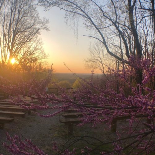 Sunset view over a valley framed by blooming pink flowers and bare trees, with benches in the foreground.