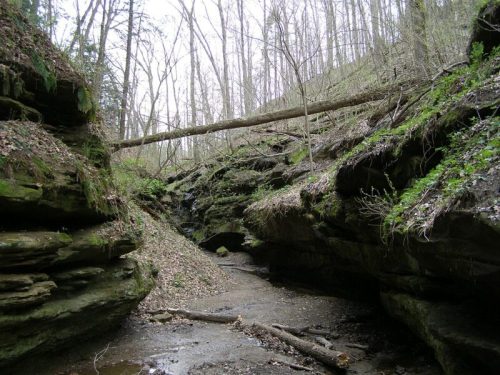A narrow canyon with rocky walls, a fallen tree, and sparse greenery, surrounded by bare trees in a tranquil setting.