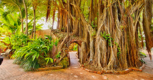 A large, twisted tree with thick roots and vines, surrounded by lush greenery and a brick pathway.