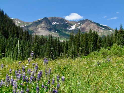 A vibrant meadow filled with wildflowers in the foreground, with majestic mountains and a clear blue sky in the background.