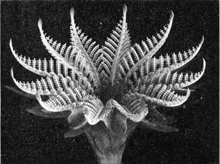 A detailed black and white image of a unique, intricate flower-like structure with numerous delicate, spiraled petals.