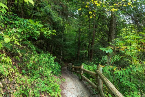 A winding path through a lush green forest, bordered by wooden railings and dense foliage.