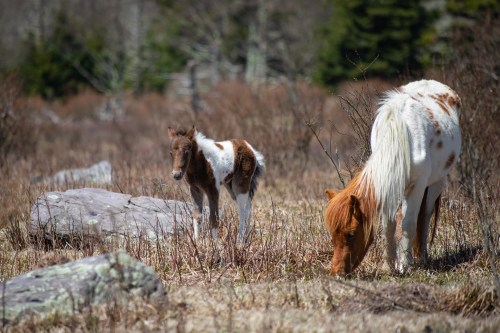 A brown and white foal stands beside a grazing adult horse in a grassy field with rocks and trees in the background.