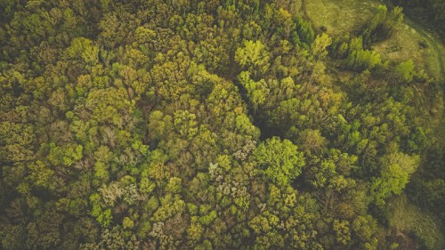 Aerial view of a lush green forest with a variety of trees and foliage in different shades of green.