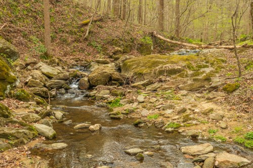 A serene forest scene featuring a small stream flowing over rocks, surrounded by lush greenery and trees.