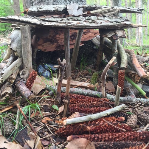 A small, rustic shelter made of sticks, bark, and pinecones, nestled among leaves and grass in a forest setting.