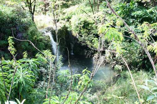 A serene waterfall cascading into a tranquil pool, surrounded by lush green foliage and vibrant plants.