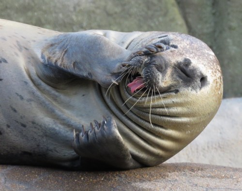 A playful seal lying on its back, playfully covering its face with its flipper and sticking out its tongue.