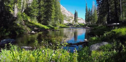 A serene landscape featuring a calm pond surrounded by lush greenery and tall trees under a clear blue sky.