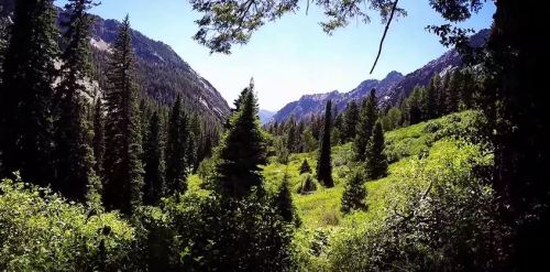 A scenic view of a lush green valley surrounded by tall trees and mountains under a clear blue sky.