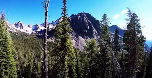 A panoramic view of tall trees in a forest with majestic mountains in the background under a clear blue sky.