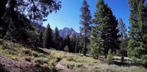 A scenic view of a forested area with tall pine trees and a mountain in the background under a clear blue sky.