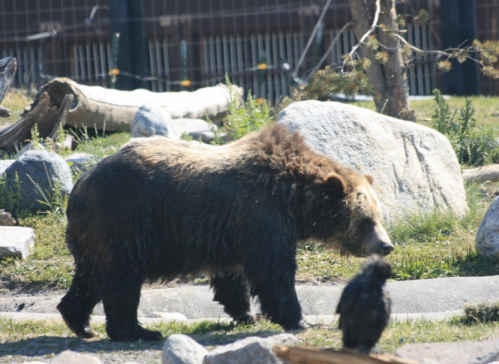 A brown bear walks across a rocky area with greenery in the background.