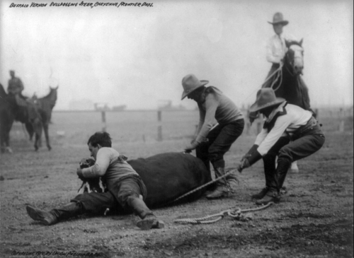 Three cowboys roping a buffalo on a ranch, with a horse and other cowboys in the background. Black and white photo.