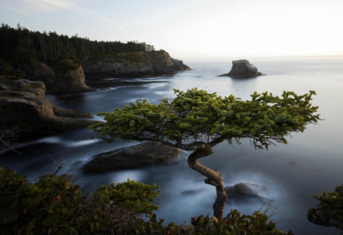 A twisted tree stands on a rocky coastline, overlooking a calm sea and distant cliffs under a soft, hazy sky.