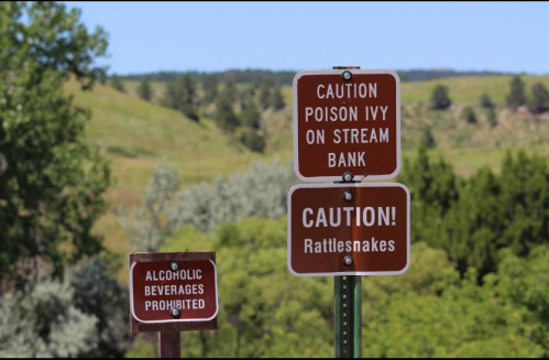 Two warning signs: one for poison ivy on a stream bank and another cautioning about rattlesnakes, with a background of greenery.