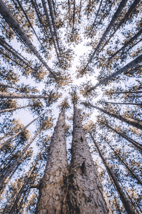 Looking up at tall trees with a clear sky peeking through the branches, creating a serene forest view.