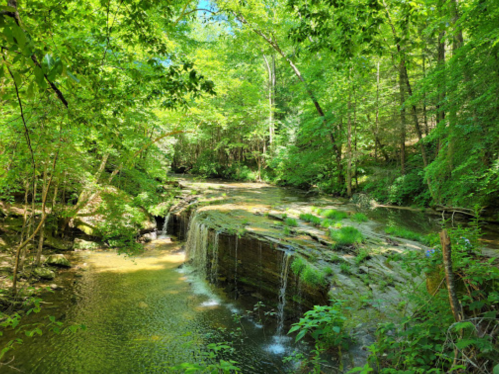 A serene forest scene featuring a small waterfall cascading over rocks into a calm stream, surrounded by lush greenery.